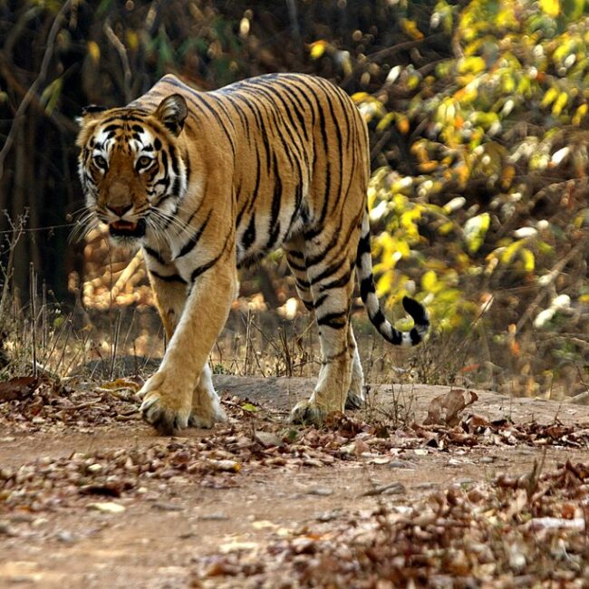 Tadoba Tiger Safari