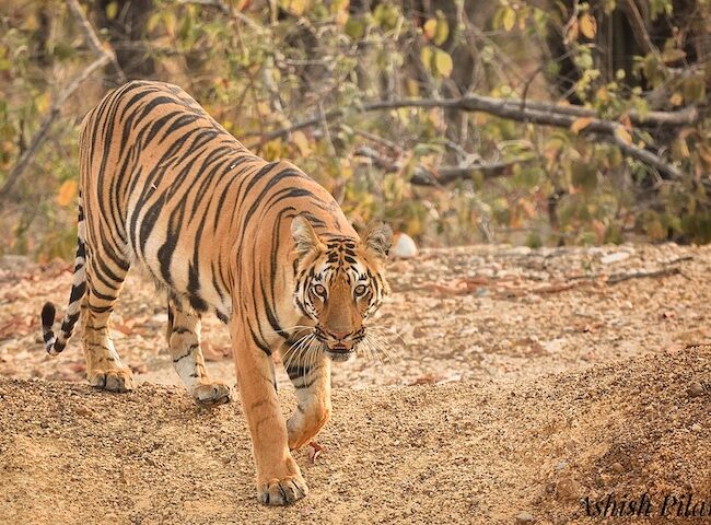 Tadoba-Wildlife-Tiger-Safari