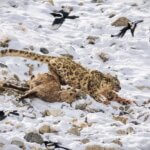 Snow Leopard Kill