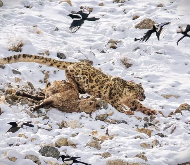 Snow Leopard Kill