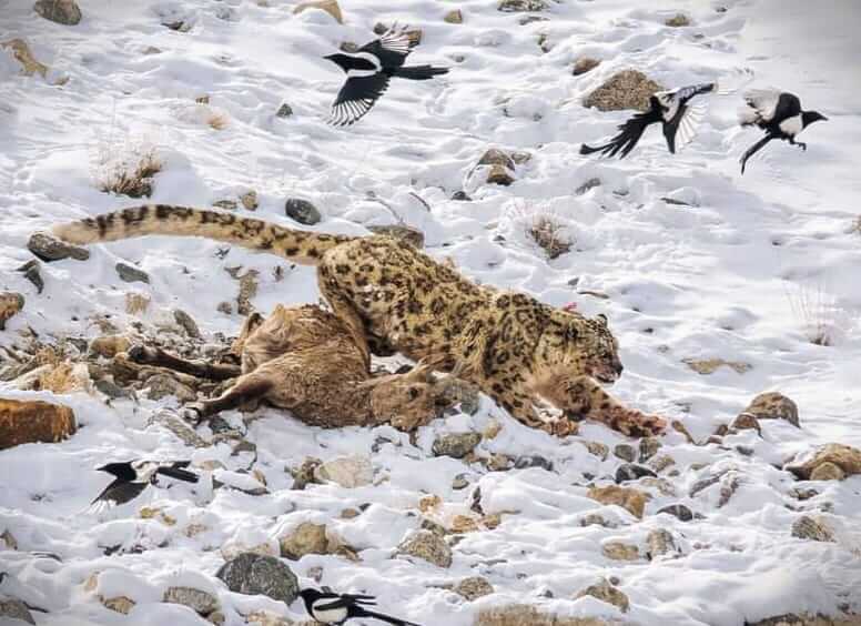 Snow Leopard Kill