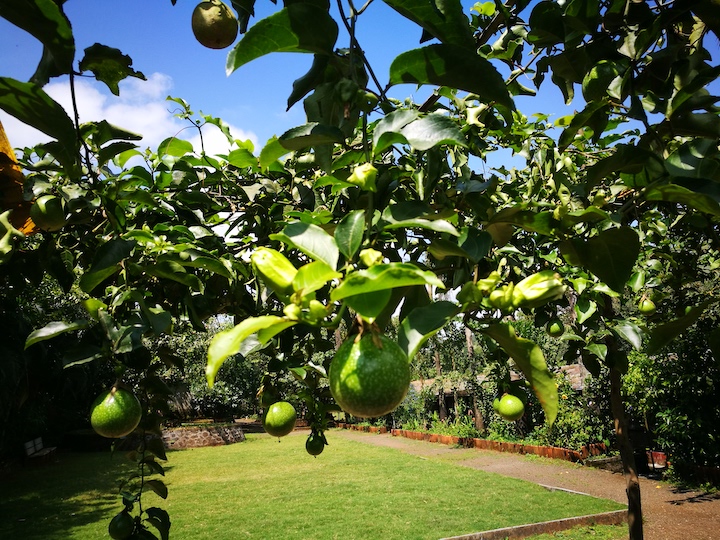 Farm Passion fruit