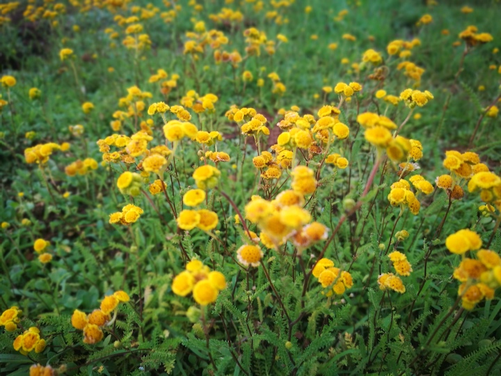 Yellow flowers