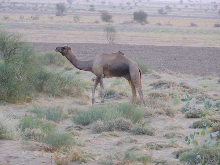 Jaisalmer Tour