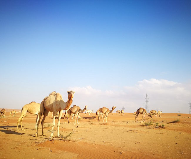 Jaisalmer Tour