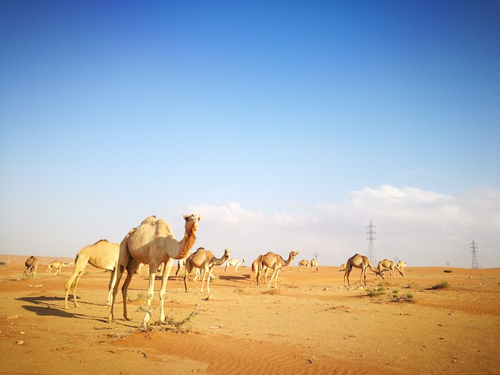 Jaisalmer Tour