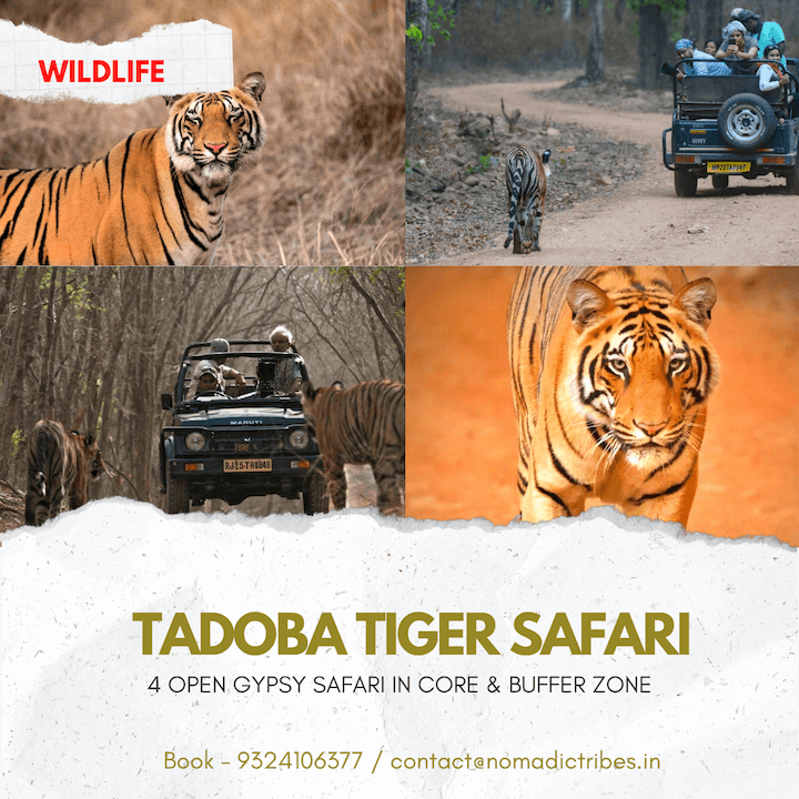 Tadoba WIldlife Safari