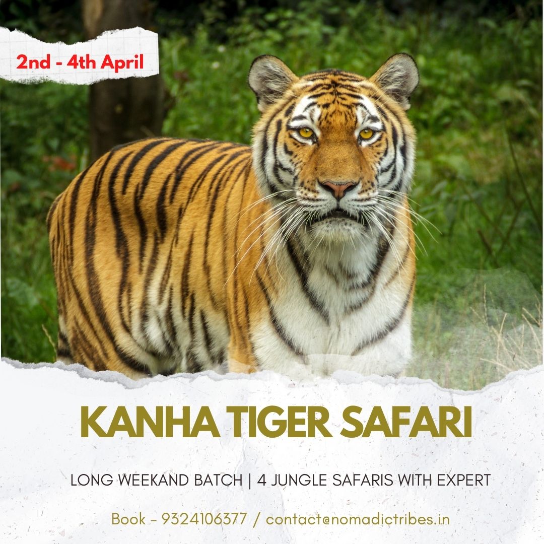 Kanha Tiger Safari