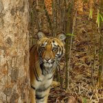 Close-up photograph of a majestic tiger in its natural habitat, representing the Tigers of Maharashtra. The tiger is seen standing tall amidst lush greenery, showcasing its powerful presence and distinctive markings. This image captures the essence of these iconic felines and their magnificent presence in the wild